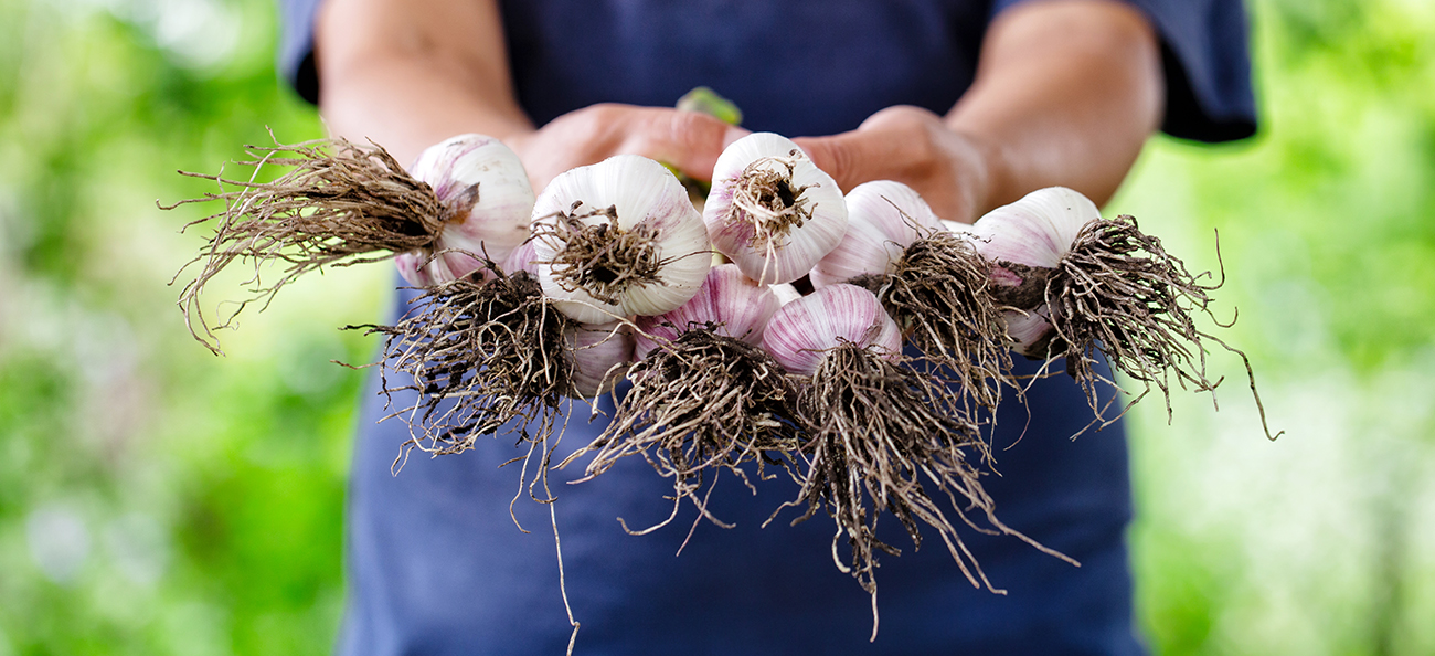 Beneficiile usturoiului și de ce să-l incluzi în alimentația ta!