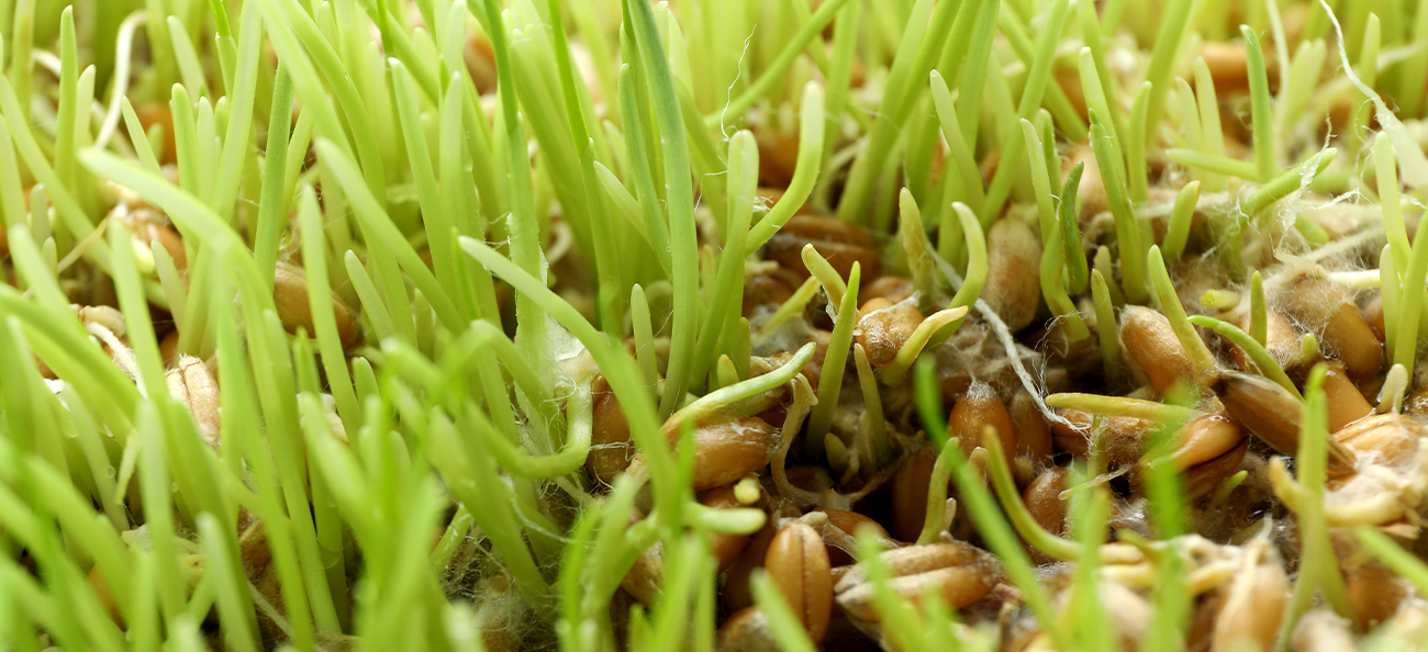 Ce este iarba de grâu și de ce să o folosești în alimentație?